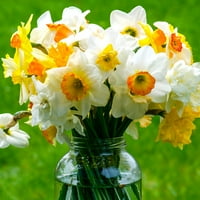 Van Zyverden Daffodil Tinoretto труби повеќегодишно сијалица делумно сонце; 3-6 часа, разнобојно