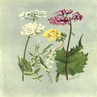 Под - Алпски Растенија Валеријана И сор Печатење На Постери Од Џорџ Џ. Флемвел